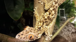zoo ploskorep Henkelův